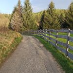A charming spring scene featuring a rural pathway bordered by spruce trees in Dolnośląskie, Poland.