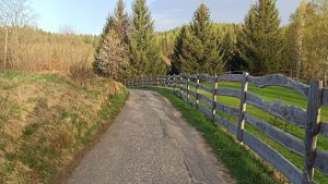 A charming spring scene featuring a rural pathway bordered by spruce trees in Dolnośląskie, Poland.